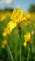 Obraz premium Field of Canna Glauca in full bloom with yellow petals and orange spots, petal, field