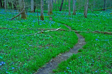 Obraz premium Path through Mayapple and Phlox in Whiteoak Sink in the Great Smoky Mountains National Park