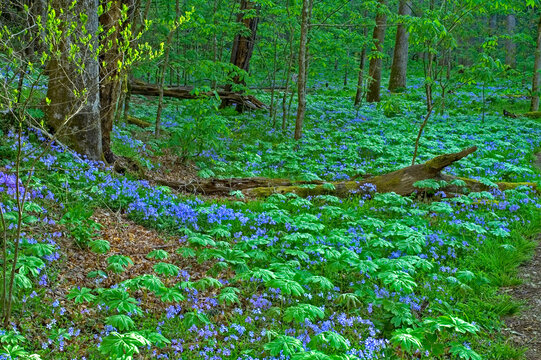 Mayapple and Phlox in Whiteoak Sink in the Great Smoky Mountains National Park