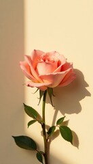 Fototapeta premium Soft petals of rose in morning light with subtle shadow on beige background, flowers, beige, roses