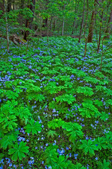 Mayapple and Phlox in Whiteoak Sink in the Great Smoky Mountains National Park