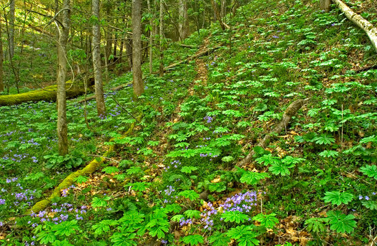 Mayapple and Phlox in Whiteoak Sink in the Great Smoky Mountains National Park