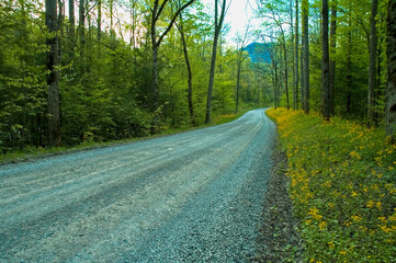 Fototapeta premium Spring Landscape & Flowers in the Great Smoky Mountains National Park