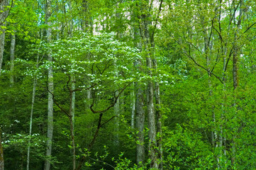 Obraz premium Spring Foliage & Dogwoods in the Great Smoky Mountains National Park