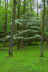 Obraz premium Dogwood Tree, Spring, Cades Cove in the Great Smoky Mountains National Park