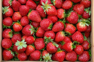 Freshly picked strawberries in a wooden crate