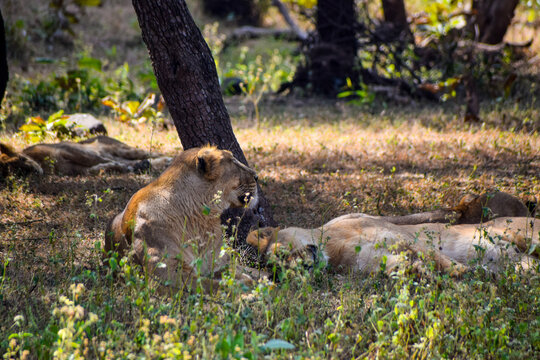 Lion resting in a grassland in jungle 