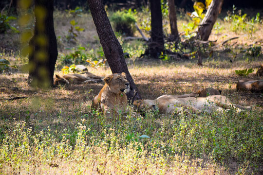 Lion resting in a grassland in jungle 