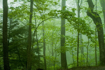 Spring Forest Images in the Great Smoky Mountains National Park