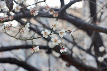 Delicate plum blossoms in springtime bloom