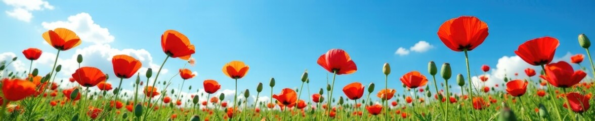 Naklejka premium Poppies in full bloom on a bright blue summer sky, colorful, sky, bloom
