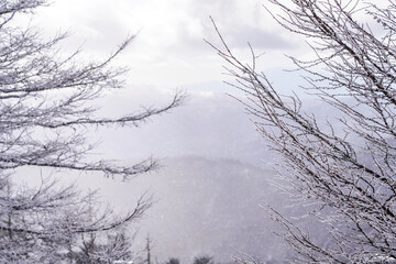樹氷と冬の空が織りなす幻想的な風景