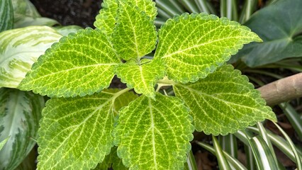  Lime coleus with vibrant foliage in greenhouse