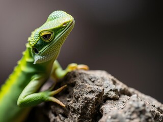 Fototapeta premium Close up of green lizard with yellow markings on rock in focused expression, focused expression, yellow markings, nature