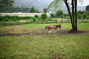 Donkey horse eating grass at the stable