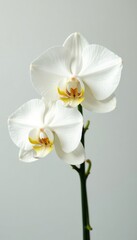 White dendrobium orchid on a minimalist white background, flower, plant, blossom