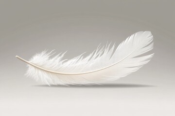 Obraz premium White feather floats on gray background, studio shot, soft light, design element