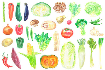 水彩で描いた野菜のセットのイラスト