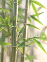 The vitality in the bamboo forest in summer is abundant