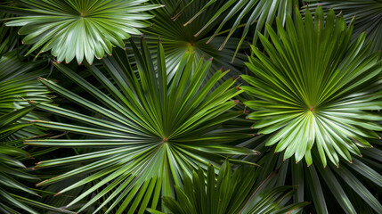Fototapeta premium Lush green palm leaves create vibrant tropical backdrop, showcasing their intricate patterns and textures. rich foliage evokes sense of tranquility and nature beauty