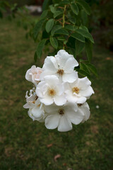 Floral. Rosa Sally Holmes white flowers blooming in spring in the garden
