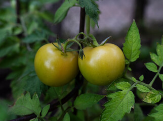 Organic healthy goods. closeup view of yellow tomatoes growing in the orchard