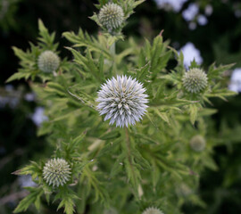 Thistle flowers in the field. Closeup view of Echinops ritro, known as globe thistle, green foliage and light purple flowers blooming in the garden