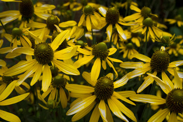 Flowering in the meadow. Closeup view of Rudbeckia laciniata, also known as cutleaf coneflower, flowers of yellow petals blooming in the garden