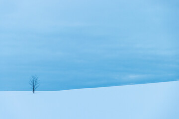 北海道冬の美瑛の風景19