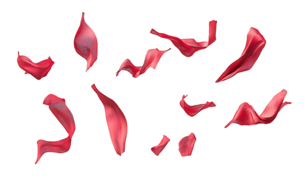 Red Rose Petals, Isolated, Against Black Background, Abstract Design