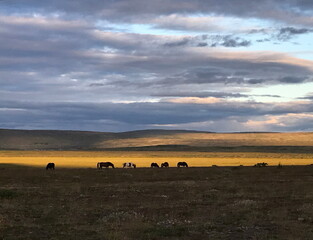 Horses in Iceland