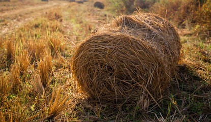 Rolls of hey on the farm field, india