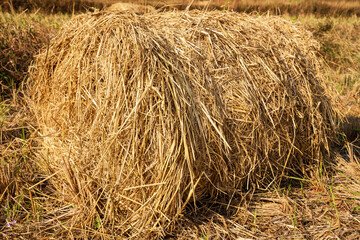 Rolls of hey on the farm field, india