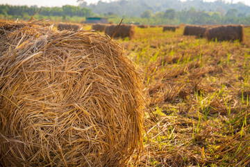 Rolls of hey on the farm field, india