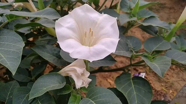 Datura innoxia, known as pricklyburr, recurved thorn-apple, downy thorn-apple, Indian-apple, lovache, moonflower, nacazcul, toloatzin, toloaxihuitl, tolguache toloache