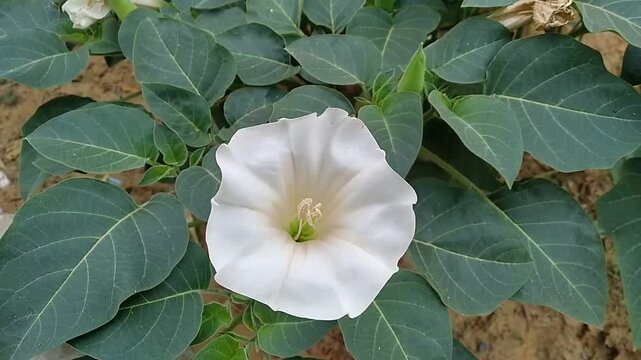 Datura innoxia, known as pricklyburr, recurved thorn-apple, downy thorn-apple, Indian-apple, lovache, moonflower, nacazcul, toloatzin, toloaxihuitl, tolguache toloache