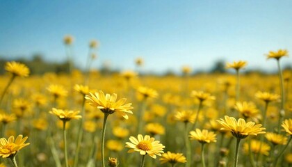Yellow Flower Field Under Clear Sky