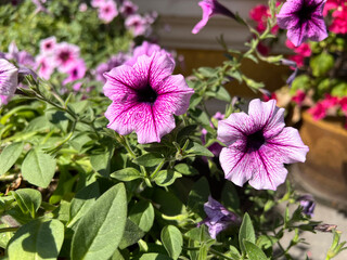 beautiful petunia flowers in the garden