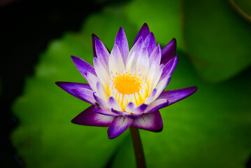 purple water lily
