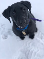 black labrador retriever puppy in winter