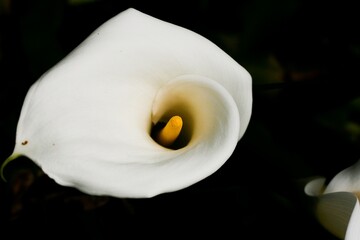 White Lily Portrait