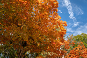 Autumn forest background. Vibrant colorful trees foliage in fall park. Nature change leaves in...