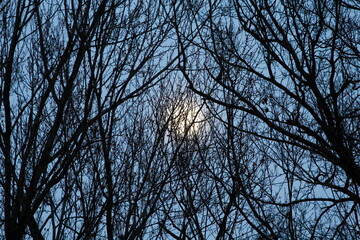 The Moon Behind a Web of Tree Branches