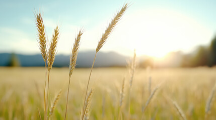 Fototapeta premium Golden wheat swaying in breeze under bright sky at sunset