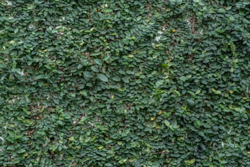 Climber tree on the wall