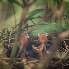 Obraz premium Hungry Cardinal Chicks Open their Mouths for food
