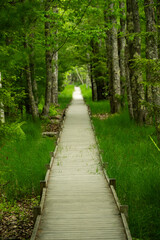 Jesup Path Disappears into Forest in Acadia