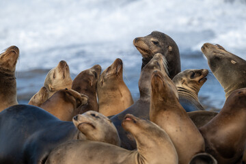 Fototapeta premium Large Maie Sea Lion Rises Above Surrounding Females