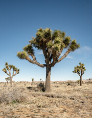 Low Angle Shot of Joshua Trees Against Blue Sky