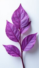 Delicate purple leaves with intricate veins on a white background, purple siamese chaulmoogra leaf,